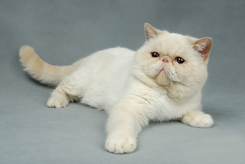 异短猫