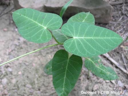 >(学名:cynanchum auriculatum royle ex wight)是萝藦科牛皮消属植物