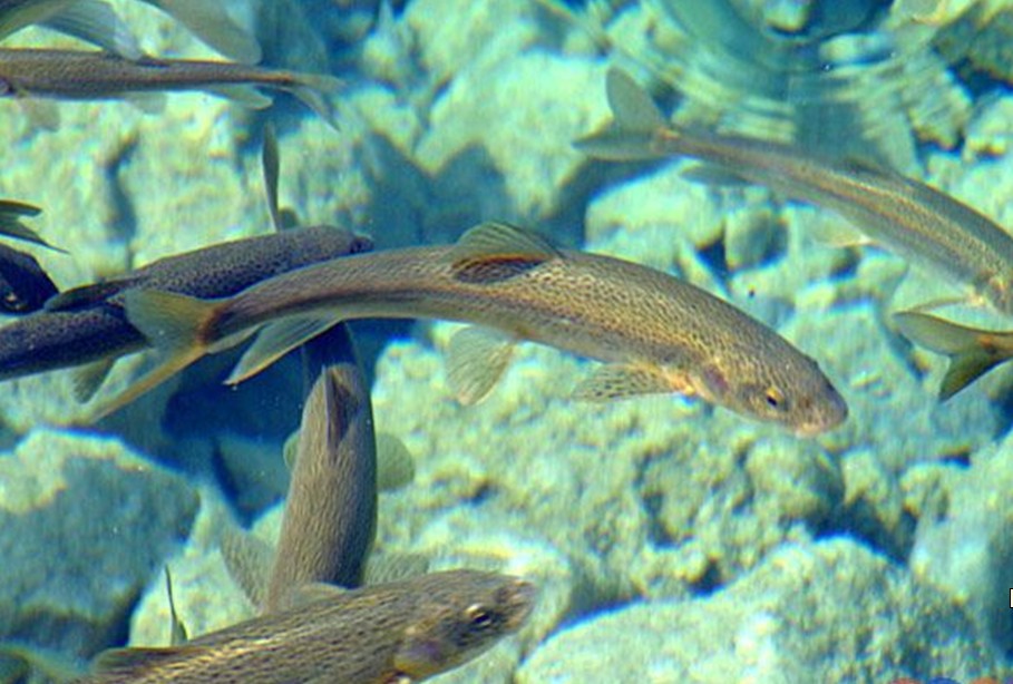 i>gymnocypris przewalskii/i)是鲤科,裸鲤属鱼类