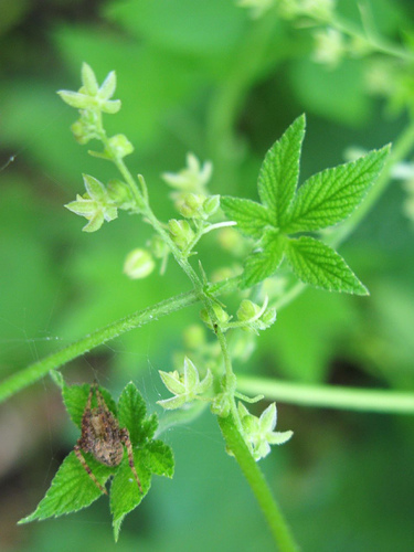 拉拉秧 全网资源