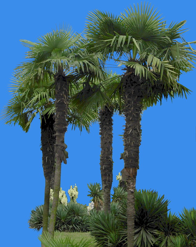  p>棕榈(学名: i>trachycarpus fortunei /i> (hook.) h. wendl.
