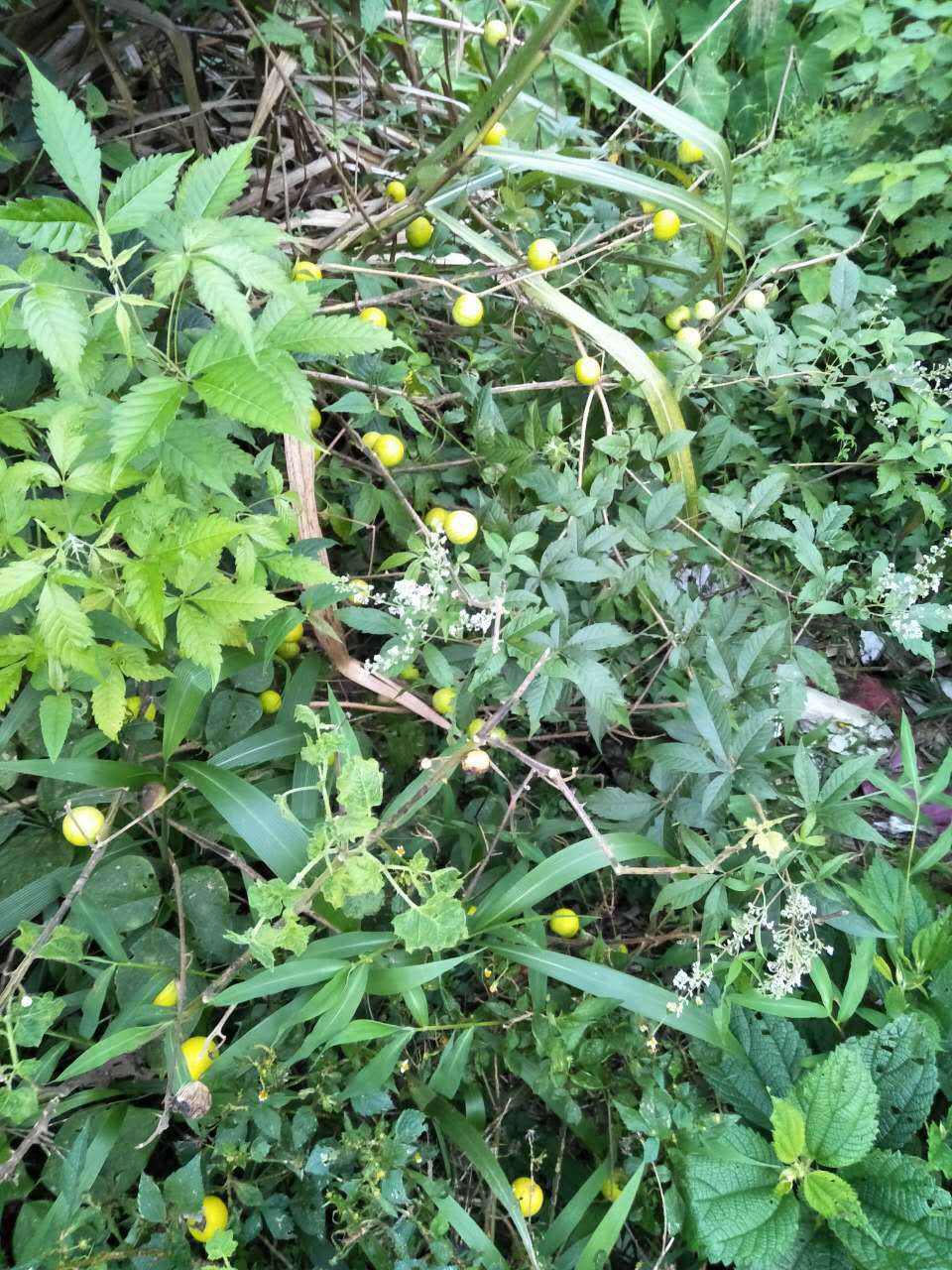  p> b>黄毛牡荆 /b>(学名: b> i>vitex vestita /i> /b>)为马鞭草科