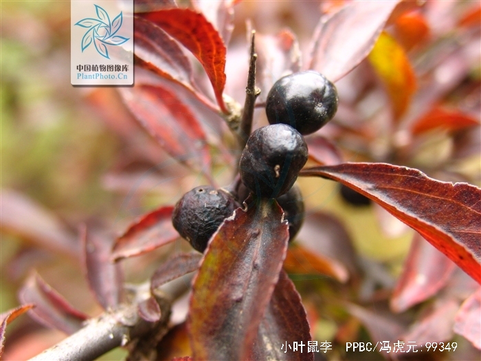 为鼠李科植物小叶鼠李 i>rhamnus parvifolia/i bunge的果实.