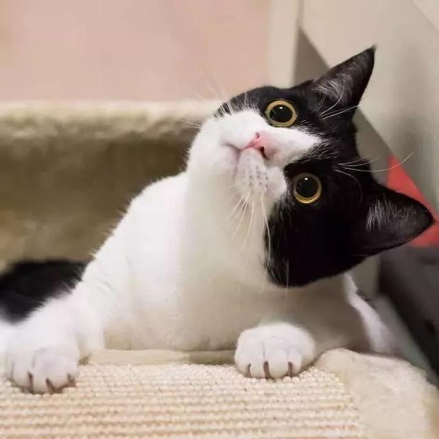 黑白猫