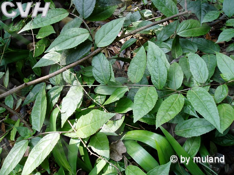 yamazaki)是玄参科腹水草属植物,茎细长,弓曲,顶端着地生根,长达1米