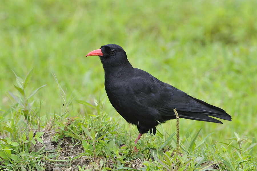 p>红嘴山鸦(学名 i>pyrrhocorax pyrrhocorax/i 大型 a href"