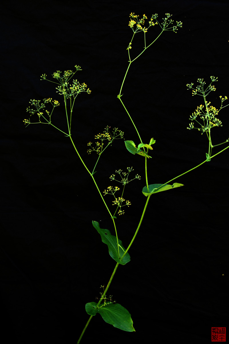 p>走马芹,又名野白芷,野芹菜花,多年生草本伞形科,是只作外用的毒药