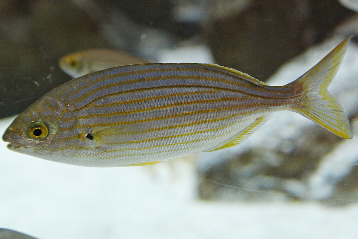  p>致幻鱼,叉牙鲷 /p> p>拉丁学名:sarpa salpa /p> p>英文名:salema