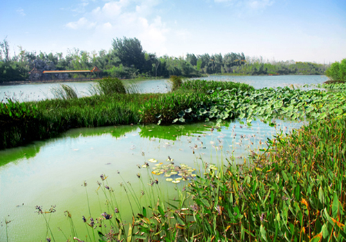  p></p></a>白浪绿洲湿地公园,位于山东省潍坊市奎文区 a target=