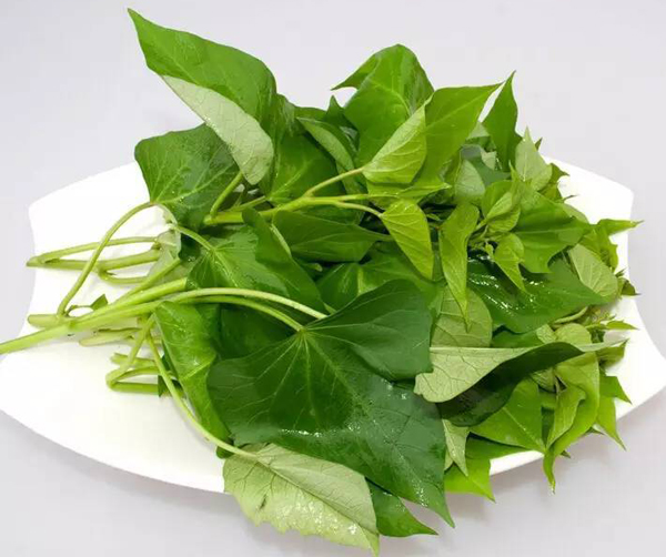  p>红薯叶(多年生蔓性草本植物)又称地瓜叶,即红薯生长过程中的茎上的