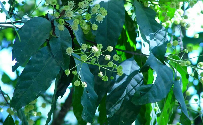 粗枝大叶 全网资源