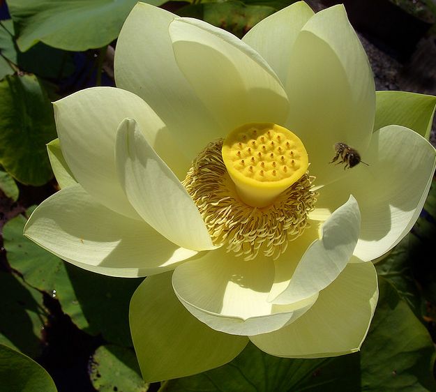 p></p></a>荷花(学名: i>nelumbo /i>sp.