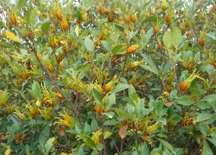 黄枙子 全网资源