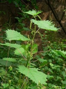 蝎子草