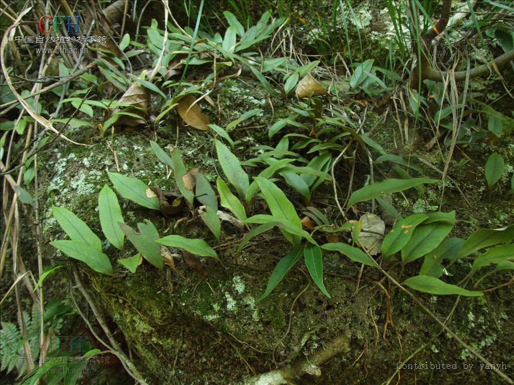 farwell).水龙骨科,石韦属中型附生蕨类植物,植株可达30厘米.