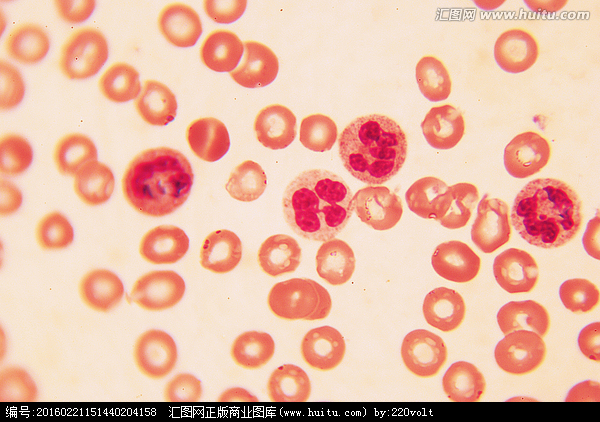  p>血涂片的显微镜检查是血液 a target="_blank" href="/item/细胞学