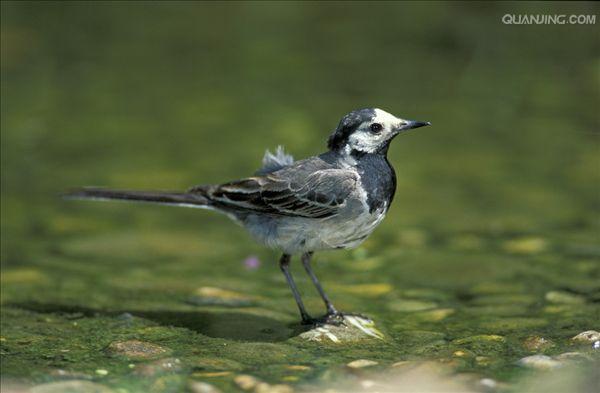 p>白腰文鸟(学名 i>lonchura striata/i)是小型鸟类,体长10-12