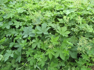 拉拉秧 全网资源