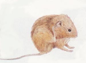 鼹形田鼠陕北亚种