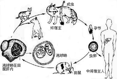 多房棘球绦虫