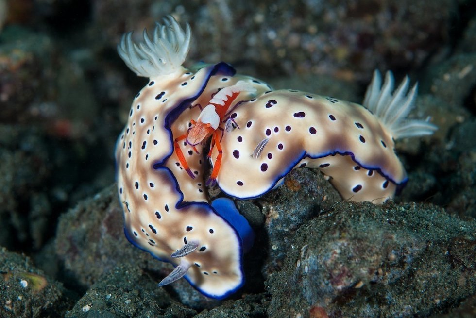 海牛