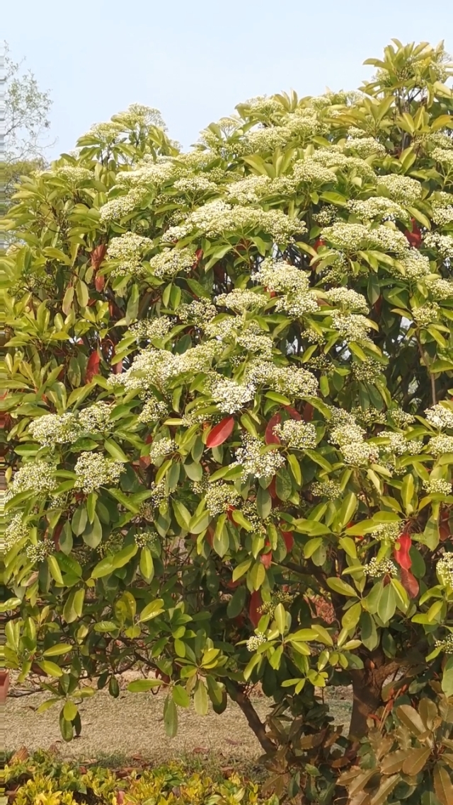 球花石楠 全网资源