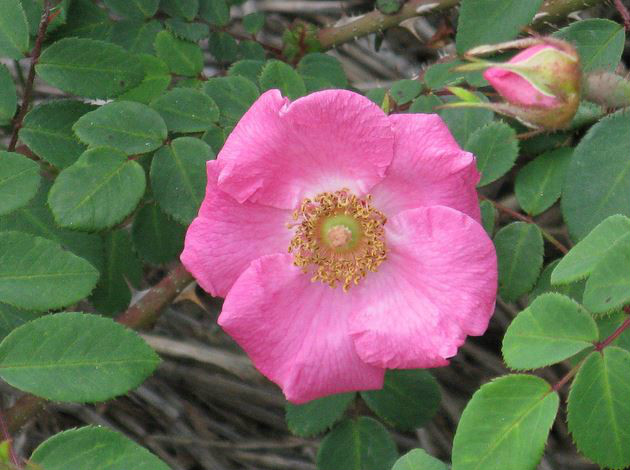 p>西北蔷薇(学名 i>rosa davidii/i crep.