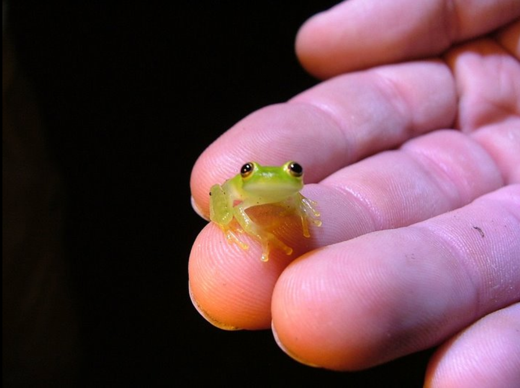 glass frogs