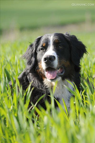 伯恩山犬