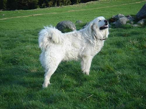  p>泰托拉牧羊犬原产于加拿大,美国.