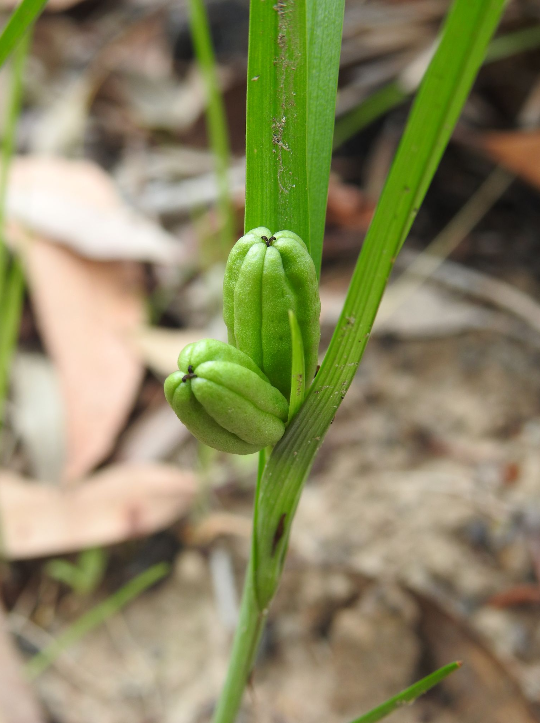 山慈姑 全网资源