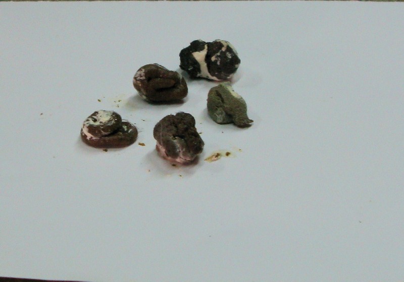 鸽粪