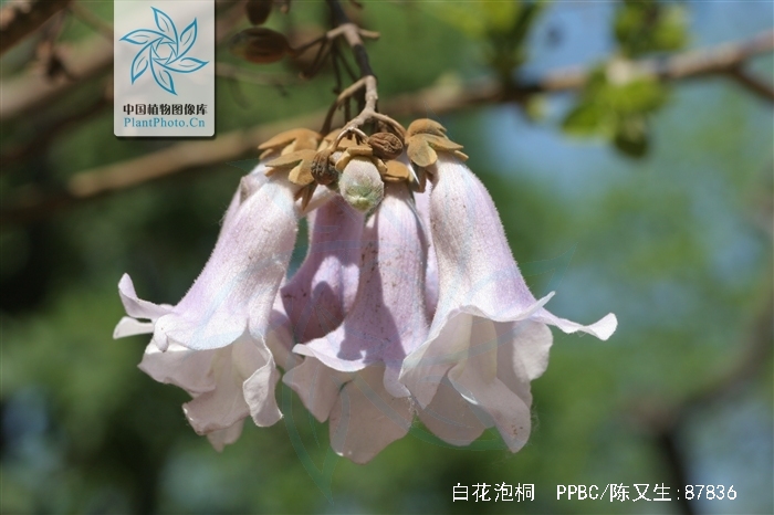 白花泡桐