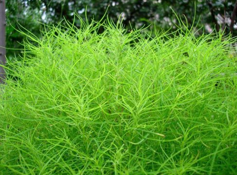 p>地肤苗,中药名.为藜科植物地肤 i>kochia scoparia/i(l)schrad.
