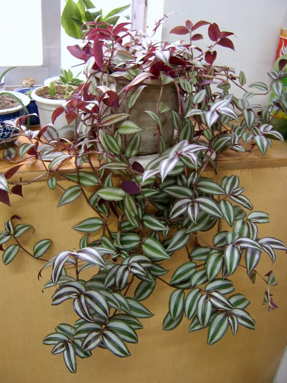 梅(学名: i>tradescantia zebrina /i> bosse)是鸭跖草科常绿草本植物