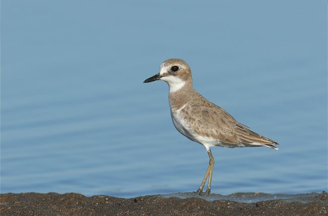 p>铁嘴沙鸻(学名 i>charadrius leschenaultii/i)鸻科鸻属鸟类,属