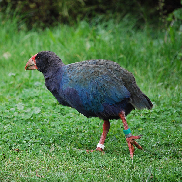  p>短翅水鸡(takahe),又称塔卡黑秧鸡或南秧鸟,产于新西兰的不能飞行