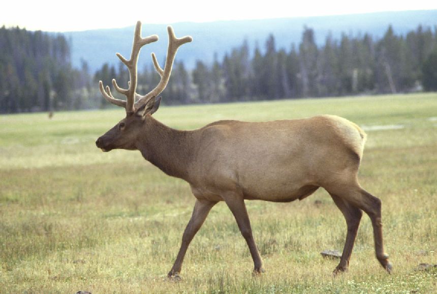 p>蒙古马鹿(学名:cervus elaphus alashanicus)是所有马鹿亚种中体型