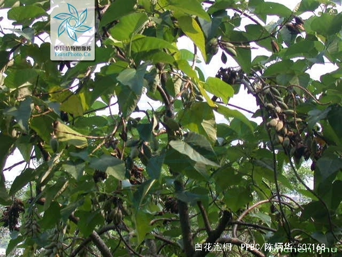 白花泡桐