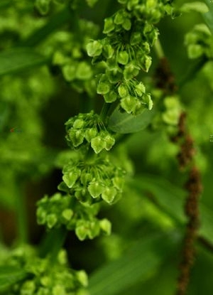 是蓼科,酸模属多年生 a>草本/a>植物,茎直立,高可达100厘米 a href
