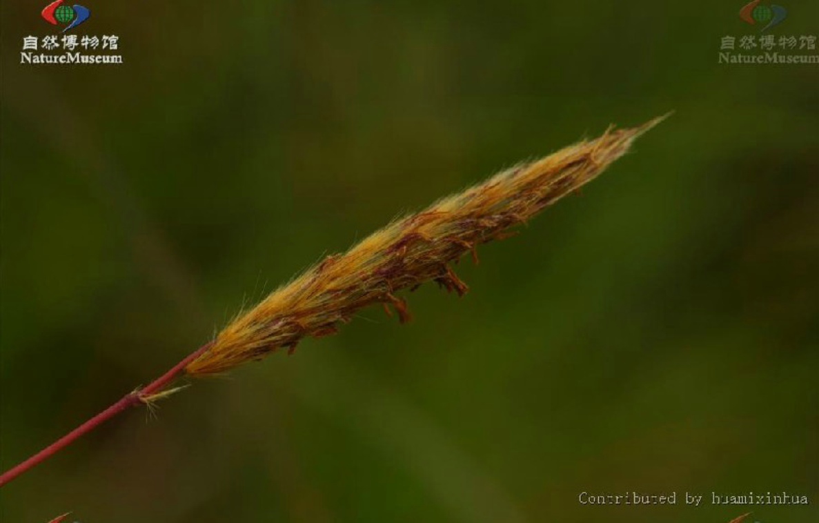 蓑衣草图片 全网资源