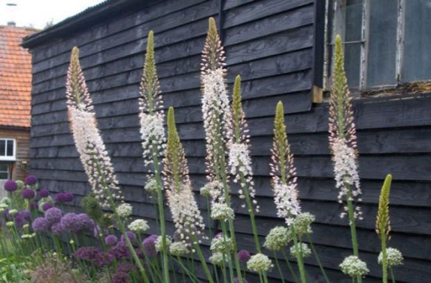 独尾草 全网资源