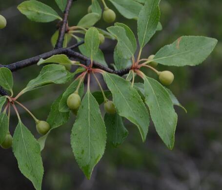i>rhamnus parvifolia/i bunge)是鼠李科,鼠李属植物