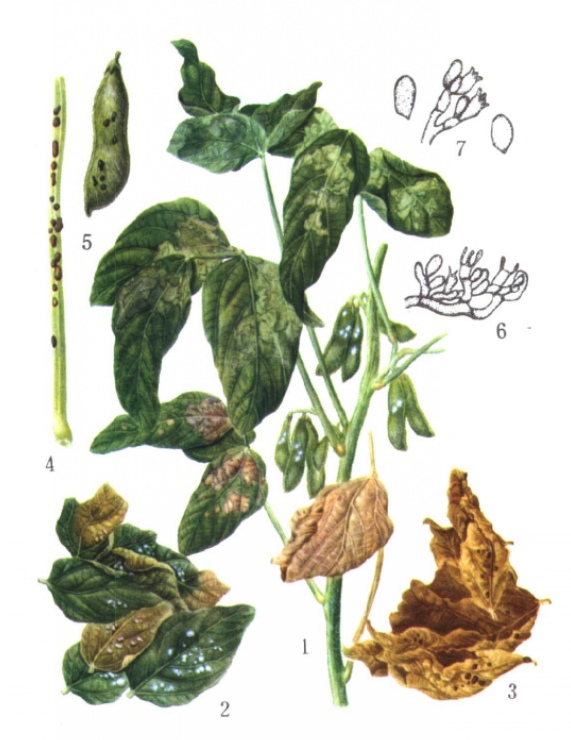 大豆纹枯病