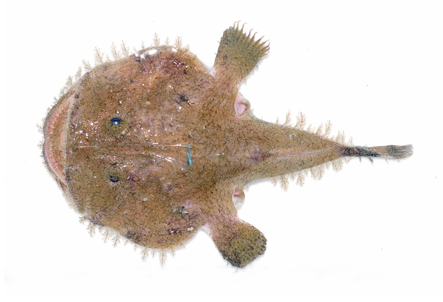  p>黑鮟鱇, i>lophiomus setigerus  /i>(vahl, 1797),俗称结巴鱼