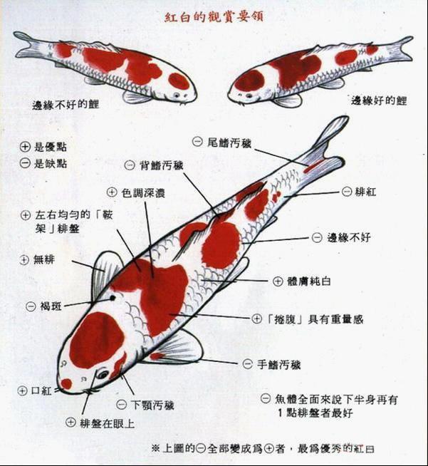 p>红白是锦鲤的代表品种.