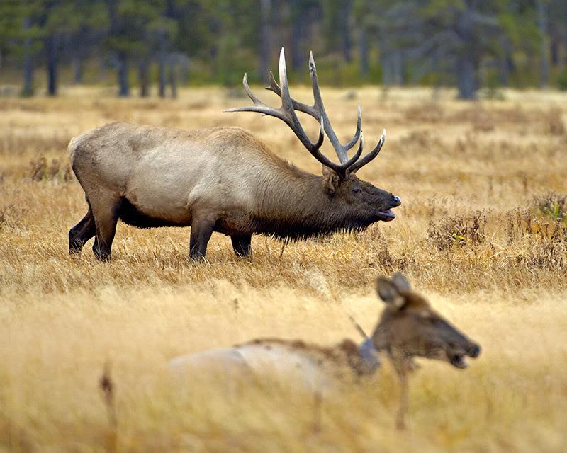 p>蒙古马鹿(学名:cervus elaphus alashanicus)是所有马鹿亚种中体型