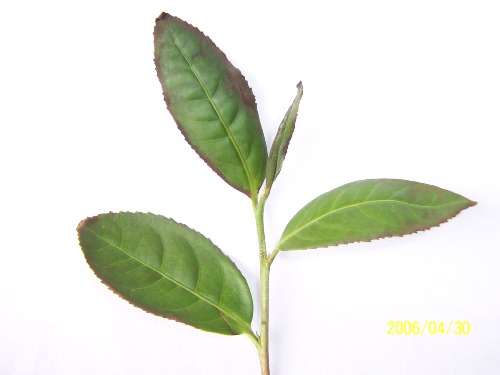 p></p></a>兰香铁观音以鲜叶的茶质好为基础的茶叶,基础鲜叶的茶质要好. /p>