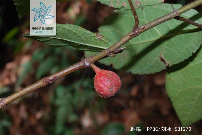 是桑科,榕属匍匐木质藤本植物,茎上生细长不定根,节膨大;高可达40