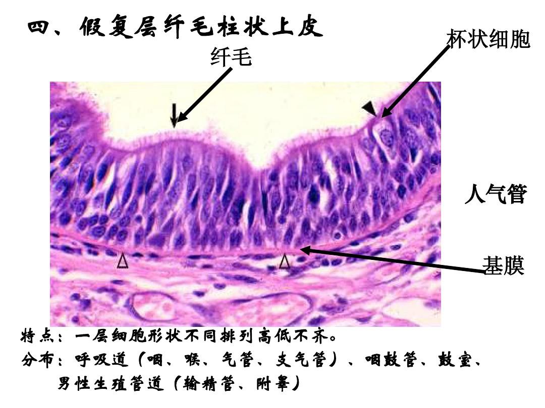  /p> p>上皮细胞呈现明显的极性(polarity),它们朝向身体表面或有腔